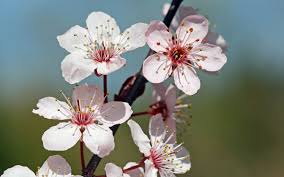 Image result for cherry blossom