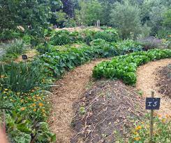 Culture sur butte – permaculture