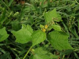 Image result for Triumfetta tomentosa