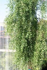 Image result for Maytenus