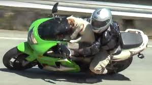 Has been added to your cart. Motorcycle Sidecar For Dogs Carriers Accessories