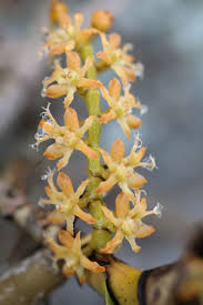 Image result for Tridactyle bicaudata