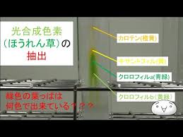 実験 光合成色素 ほうれん草 の抽出 ペーパークロマトグラフィー ゆっくり実験解説 Youtube