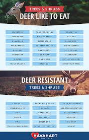 Rabbit to read about it! 17 Solutions To Keep Deer Off Your Property