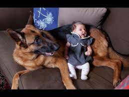 Check out our gsd name suggestions by. German Shepherd Dogs Playing And Protecting Babies Compilation Youtube