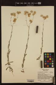 Image result for Pseudognaphalium luteo-album