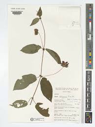 Image result for Sabicea