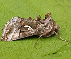 Image result for Autographa macrogamma