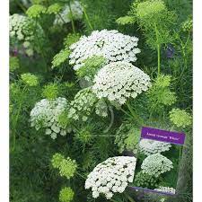 Ammi Visnaga White Gardens Foliage Plants White Plants