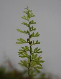 Image result for Hymenophyllaceae