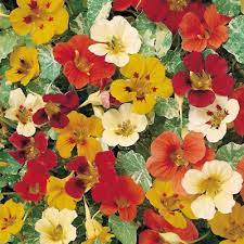 612 grapevine hwy hurst, tx, 76054. De Ree Seeds 4 In 1 Nasturtium Tom Thumb Jewel Africa Trailing Empress Of India Eur 3 25 Picclick Fr