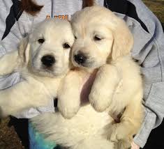 If you are unable to find your english cream golden retriever puppy in our puppy for sale or dog for sale sections, please consider looking thru thousands of english cream golden retriever dogs for adoption. Pin On Adorable