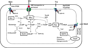 Just download the file to your computer or mobile device and open it up in adobe reader or another pdf reading app. Frontiers Deciphering The Role Of Trehalose In Tripartite Symbiosis Among Rhizobia Arbuscular Mycorrhizal Fungi And Legumes For Enhancing Abiotic Stress Tolerance In Crop Plants Microbiology