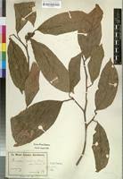 Image result for Dasylepis eggelingii