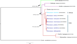 Image result for Smithia erubescens