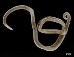 Pin By Hunter Simmons On Phylum Platyhelminthes Human Spine Rochester Institute Of Technology Science Awards