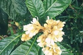 花言葉や種類まとめ ビワの葉や種の効果効能は 身の栄養や旬の季節は Horti ホルティ By Greensnap