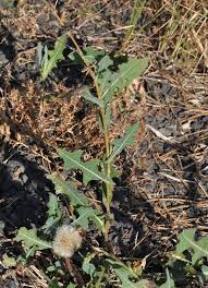 Image result for Lactuca setosa