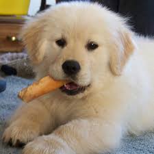 Southern idaho's first choice in purebred golden retrievers. Golden Retriever Puppies For Sale In Western Montana
