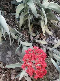 Image result for Crassula perfoliata