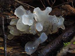 Tremella fuciformis is an edible white jelly mushroom with medicinal qualities. Get Lost Tasview