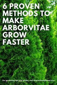 The plants tolerate both acidic and alkaline soils. 6 Proven Methods To Make Arborvitae Grow Faster The Practical Planter