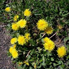 Image result for Taraxacum