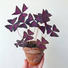Image result for (oxalis) planter.