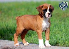 Jetzt auf quoka.de selbst kostenlos inserieren oder regionale angebote finden. 8 Boxer Mix Puppies Ideen Hunde Welpen Niedliche Tierbabys
