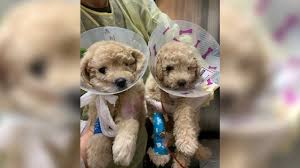 Visit us now to find your dog. Sale Of Sick Puppies Being Investigated By Province Citynews Toronto