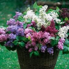 Le Temps Qui Passe Dans Le Jardin D Eugenie Beautiful Flowers Planting Flowers Pretty Flowers