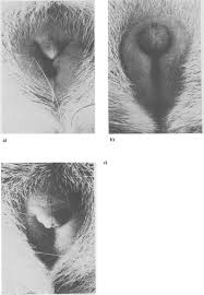 Norethisterone indications and usages, prices, online pharmacy health products information. Norethisterone Acetate An Overview Sciencedirect Topics