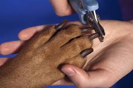 Trimming kitty nails is quite a bit different from doing the same for a dog. Need Help Learning To Trim Your Dog Or Cat S Nails Vet In Toney Countryside Veterinary Hospital