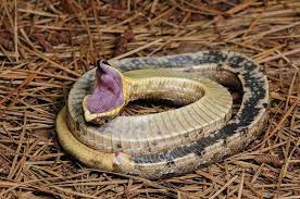 Eastern Hognosed Snake Playing Dead Hognose Snake Snake Deadly Animals