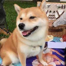 奈奈 涼爽的天氣 野餐最舒服了 shibainu shibanu nana cute dogsdaily instagramtaiwan dailybarker 柴犬 犬 柴犬奈々 柴犬nana和阿楞的一天 柴犬nana 赤柴 柴犬奈奈