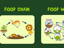 Rantai makanan adalah sebuah siklus makan dan dimakan antara makhluk hidup yang terjadi dalam sebuah ekosistem, serta jenis, jaringan, gambar, dan contoh. 6 Gambar Rantai Makanan Dan Penjelasannya Sesuai Lingkungan Tinggal Hot Liputan6 Com