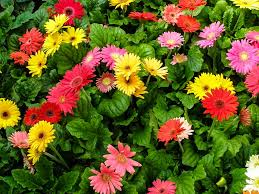 Maybe you would like to learn more about one of these? Gerbera Daisies Spring Flowers Archer Services