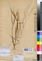 Image result for Acroceras amplectens