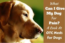 What Can I Give My Dog For Pain Otc Pain Medications For