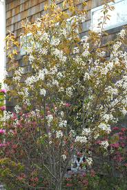 Image result for Amelanchier laevis