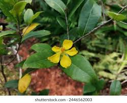 Image result for Ochna serrulata