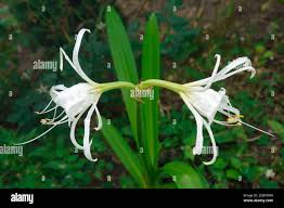 Image result for Ismene narcissiflora