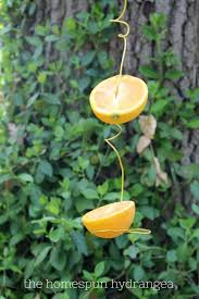 Common birds that appear only in winter (6). How To Make An Oriole Feeder The Homespun Hydrangea
