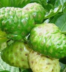 Maybe you would like to learn more about one of these? 15 Manfaat Buah Mengkudu Untuk Tubuh Manusia