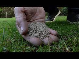 wanneer strooi je kalk in je tuin youtube gras gazon tuinieren