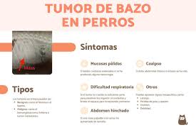 Tumor no baço de cachorro - Sintomas, tipos e tratamento