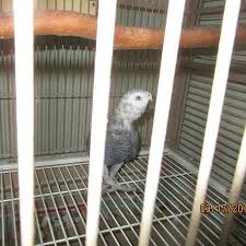 Why parrot adoption is the best option. African Grey Parrots For Sale African Grey Parrot African Grey Congo African Grey
