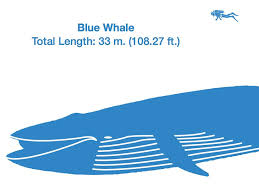 this amazing chart shows how big the biggest animals in the