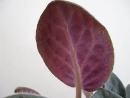 Vegtrug, sunlite, garden starter, miracle led, hydrofarm African Violet Saintpaulia Guide Our House Plants