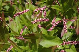 Image result for Persicaria decipiens